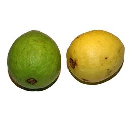   Fruits:   Psidium guajava ; Photo by C. Calderon, USDA APHIS PPQ, imageID.idtools.org
